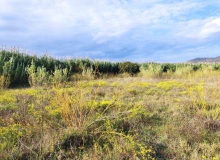 Gran terreno para plantar viñedos.8