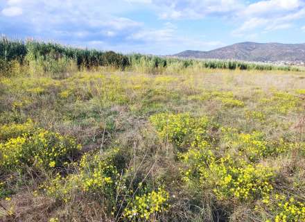 Gran terreno para plantar viñedos.5