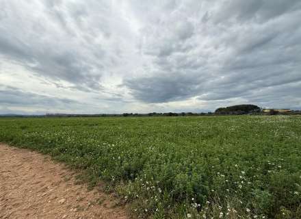 Es ven ampli terreny rústic de seca de 25000 m6
