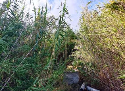 Gran terreno para plantar viñedos.2