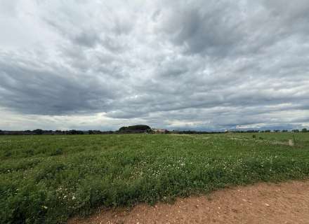 Es ven ampli terreny rústic de seca de 25000 m9