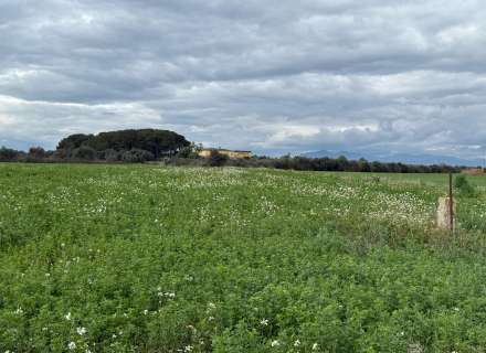 Es ven ampli terreny rústic de seca de 25000 m2