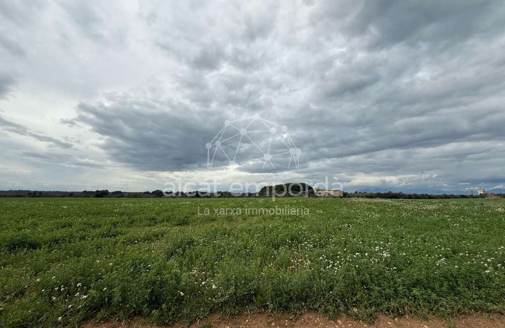 Es ven ampli terreny rústic de seca de 25000 m5