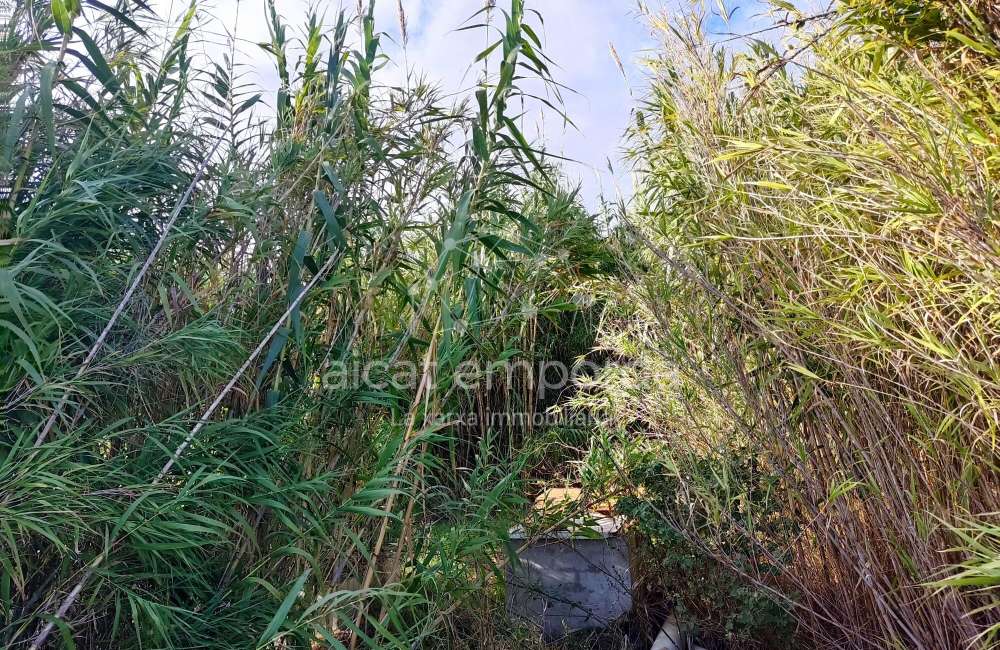 Gran terreno para plantar viñedos.2