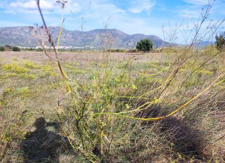 Gran terreno para plantar viñedos.3