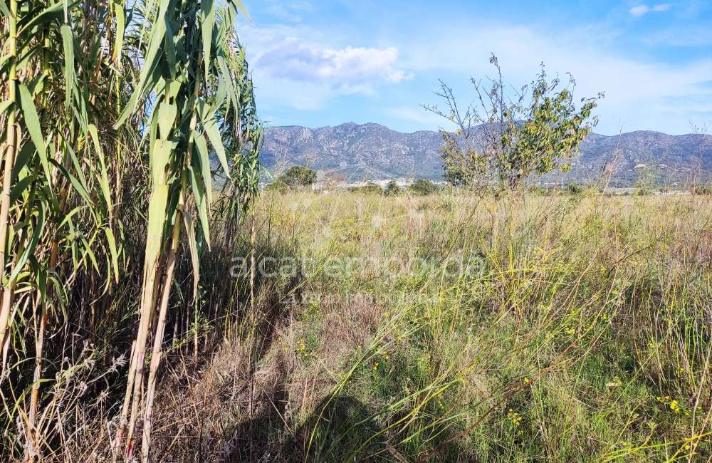 Gran terreno para plantar viñedos.9