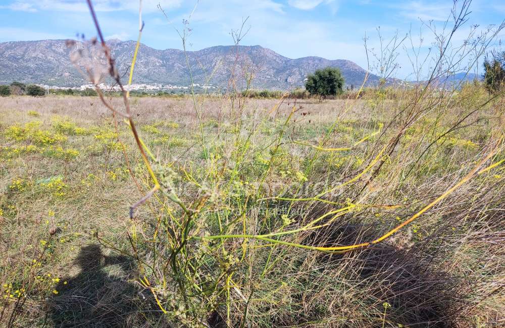 Gran terreno para plantar viñedos.3