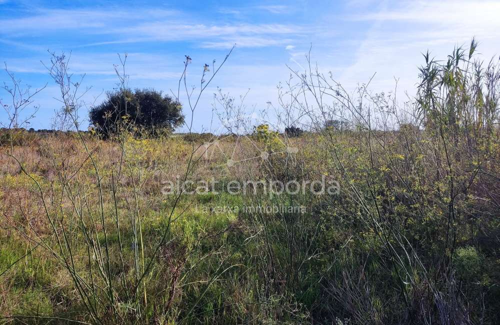 Gran terreno para plantar viñedos.6