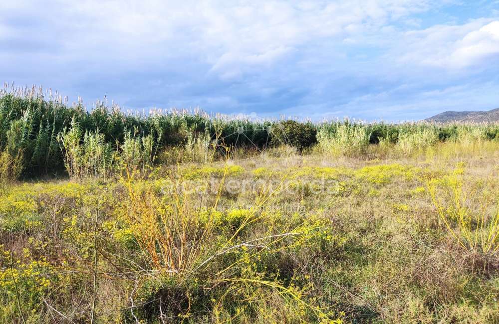 Gran terreno para plantar viñedos.8
