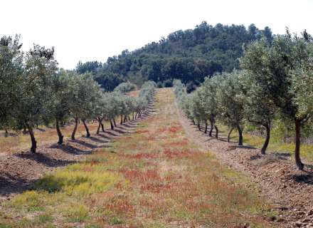 Construisez la maison de vos rêves. Ne manquez pas cette opprotunité!20
