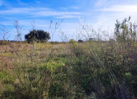 Gran terreno para plantar viñedos.6
