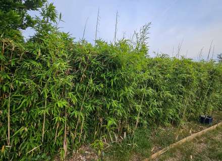 Hort en venda zona Hostalets de LLers37