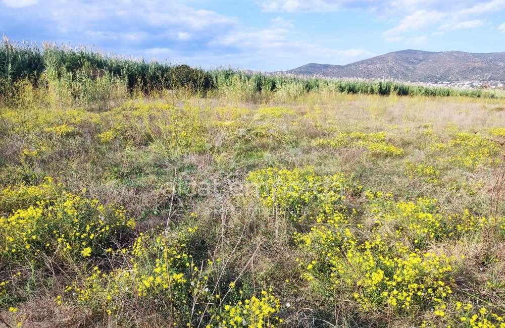 Gran terreno para plantar viñedos.5