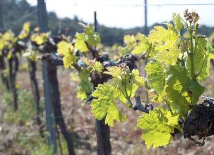 Parcel·la edificable de 800 m² a Garriguella12