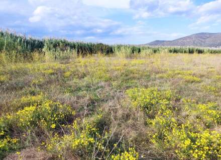 Gran terreno para plantar viñedos.4