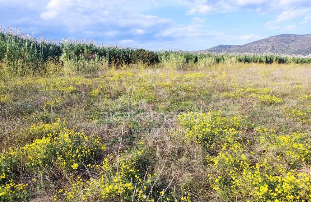 Gran terreno para plantar viñedos.4