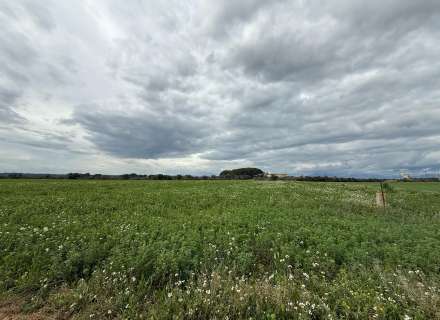 Es ven ampli terreny rústic de seca de 25000 m8
