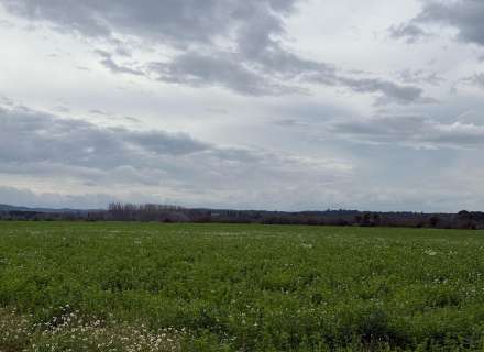 Es ven ampli terreny rústic de seca de 25000 m4